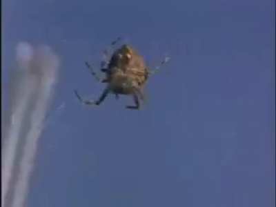 Spiders on drugs