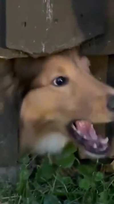 This dog just stopped a fight