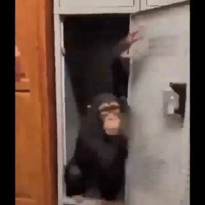 monke time