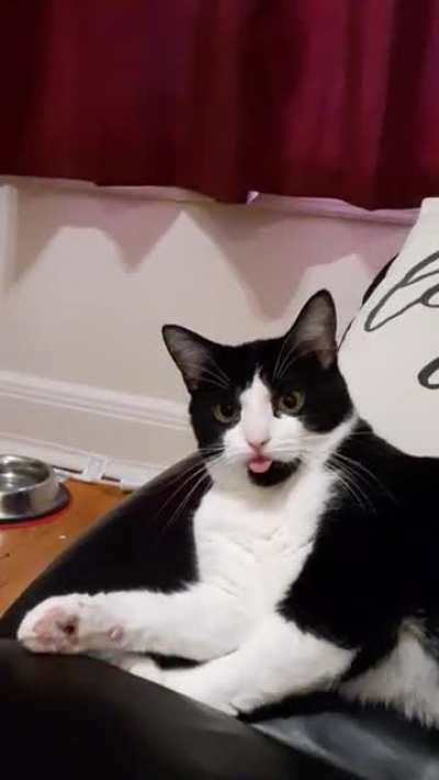 Pimento blepping hard