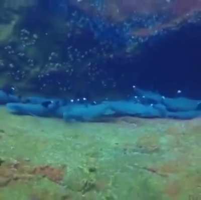 An unexpected new friend while filming sleepy sharks
