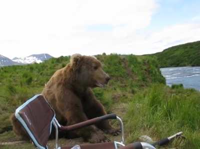 Bears like to relax too
