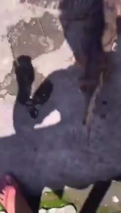 Man thinks he’s too cool, pets a gharial crocodile and gets bit