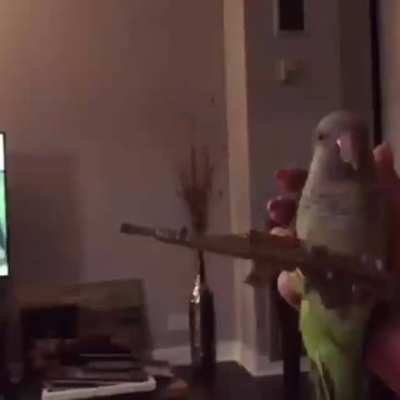 Parrot: First Blood