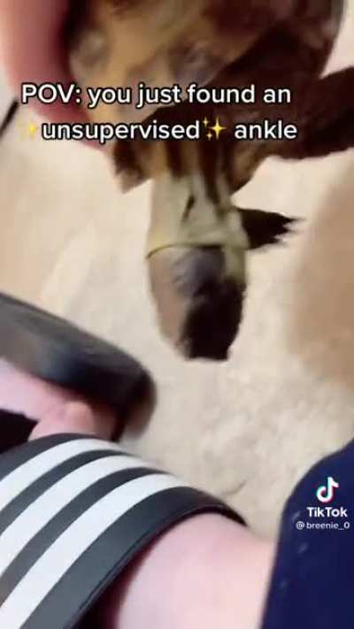Unsupervised ankle
