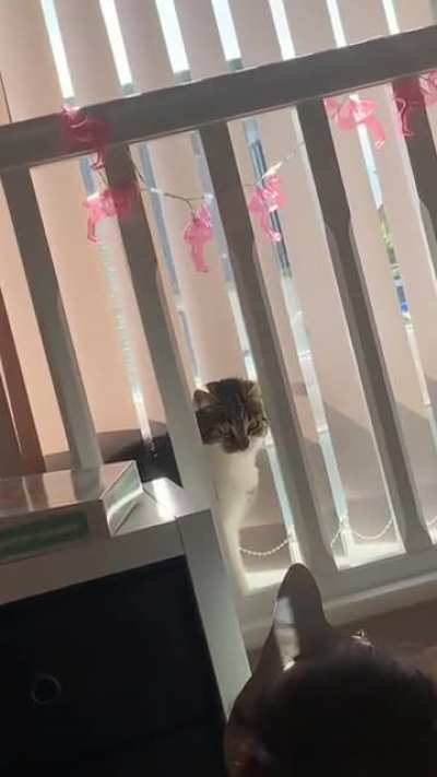 cat mask