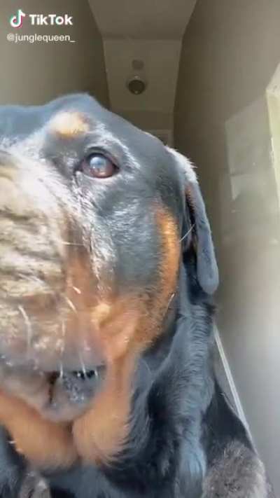 Truly Mans best Friend