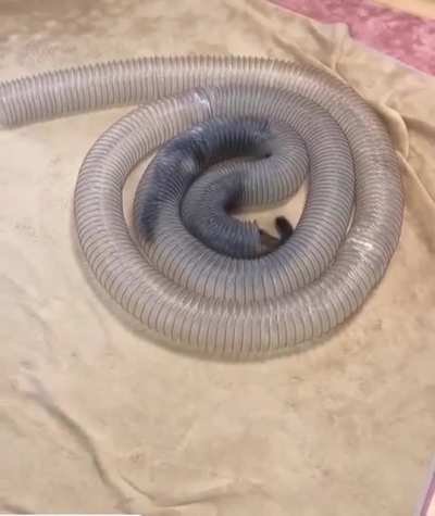 hOrRifyIng FoOtAge oF NOveL InteStinAl paRaSItEs