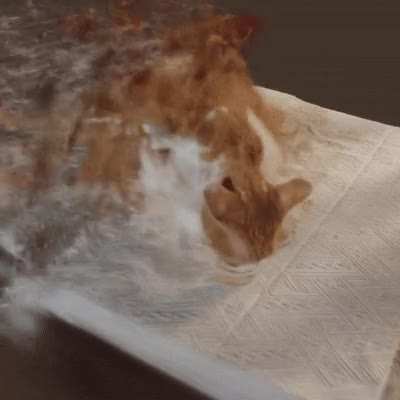 WUNKUS NOOOOOOOOOOOOOOOOOOOOOOOOOOO
