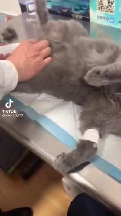 I want whatever drugs they gave that cat.