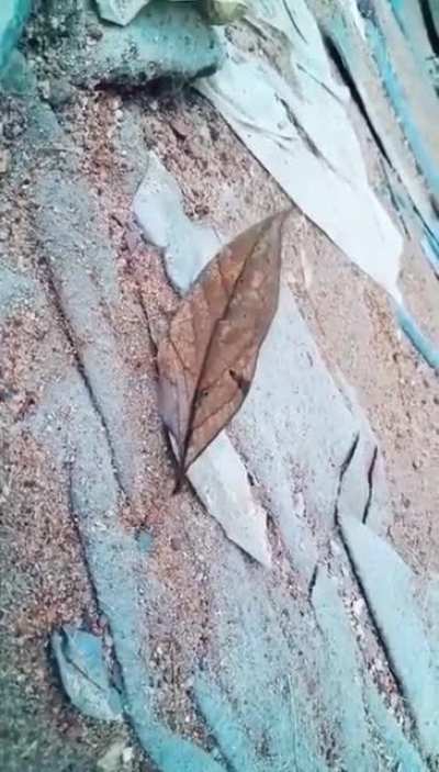 Indian leafwing butterfly