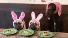 Let them eat cake...?