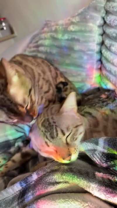 Best Friends