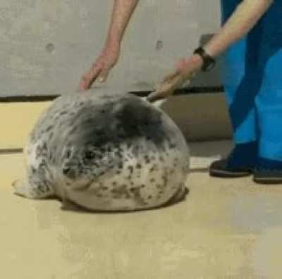 Lazy sea doggo