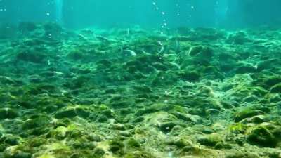 Ginnie springs!