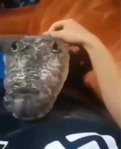 Cute video