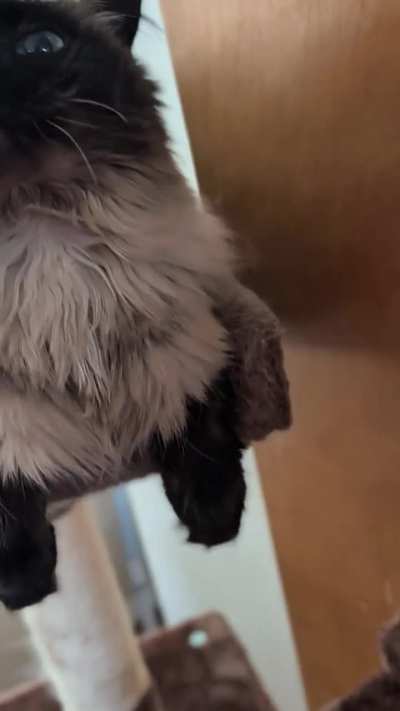 She won't let me stop petting her....part 2...