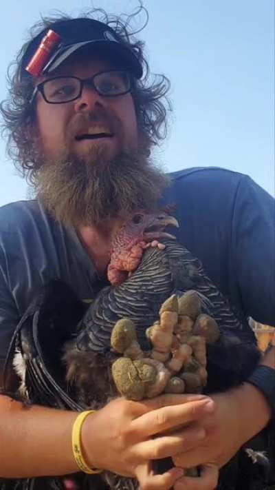 The story of Tom Mix the Turkey