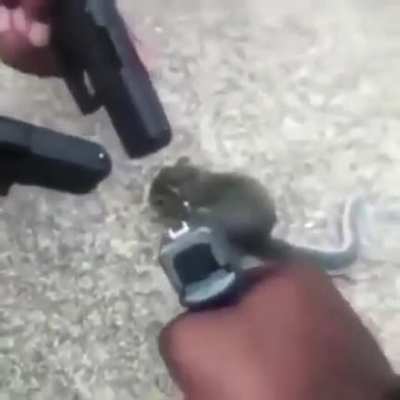 Mouse