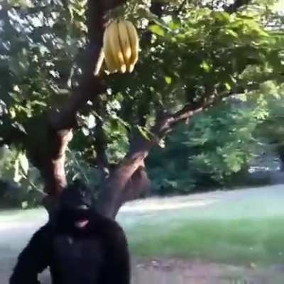 🍌's