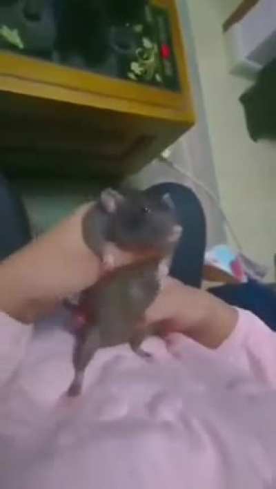 El hijo de Remi 