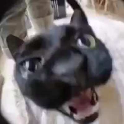 Katter