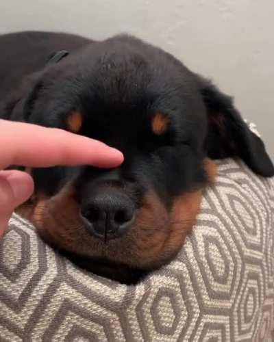 How to activate sleep mode for your puppy