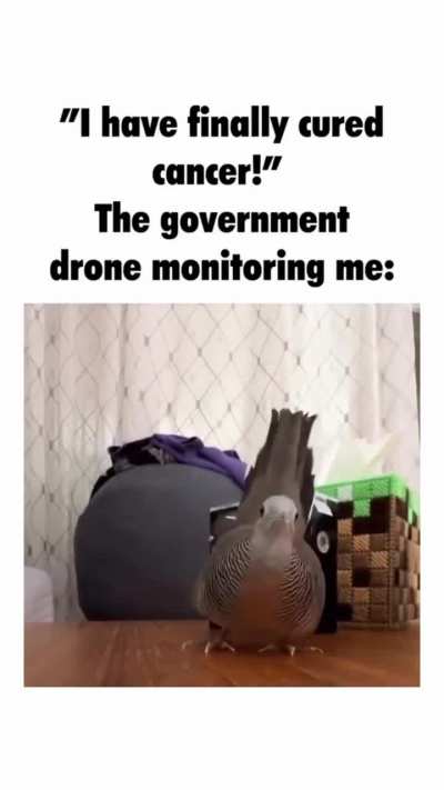 🐦‍⬛📷