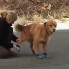 How to break your dog, in under a minute!