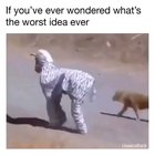 Going for stroll in the jungle