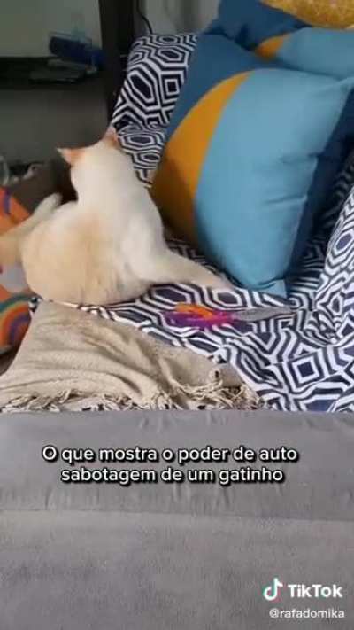 gato tem tdh?