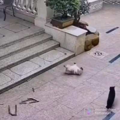 Puppy goes in for the kill
