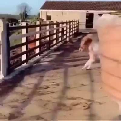 shitposting - Video #8952