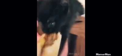 Kot snacc