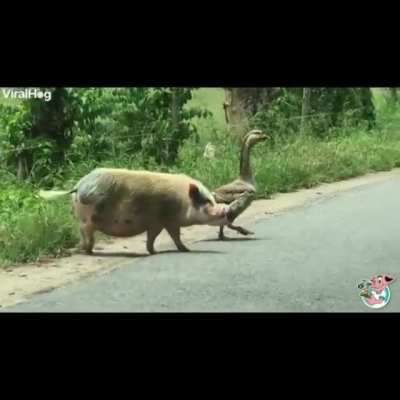 Just two friends walking down the street