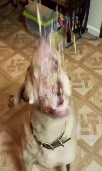 Nom nom (Credit: u/adamskeys)