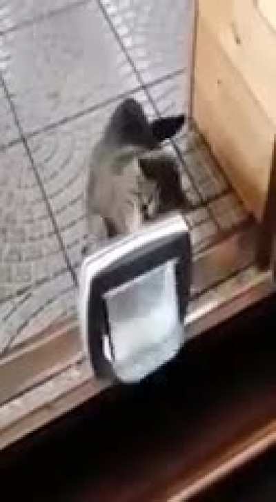 Cat fighting back