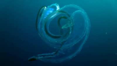 Venus girdle near Mapating Cave, Philippines