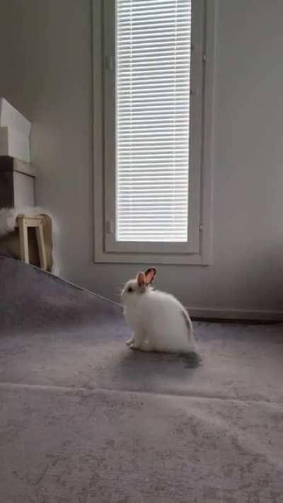 Smol hop from a smol boi