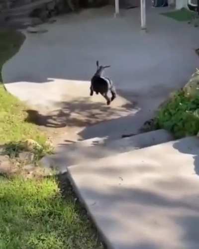 Most happiest goat I've ever seen