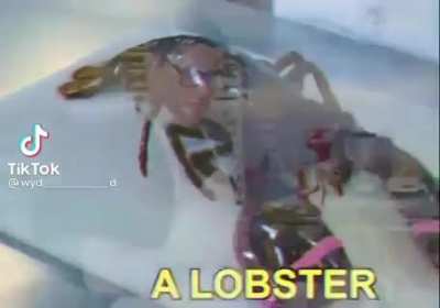 Poor lobster😭😭