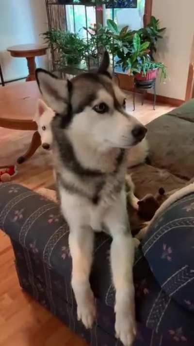 This is Po, Po wants to eat but doesn't want to get off the chair, Po is very lazy