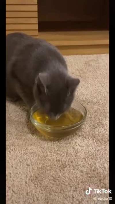 This cat trippin balls after it’s owner gave it catnip tea.