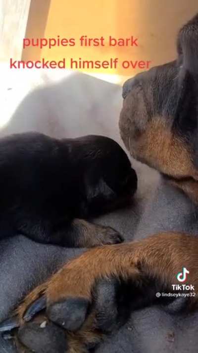 Videos like this brighten my day