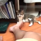 SiCK fUck poISOnS innoCEnt cAT to DeAth