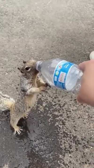 Squirrel asks human for a drink of water.