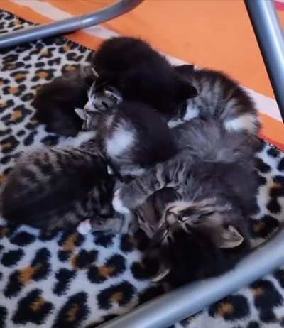 Smol Cuddle Mission