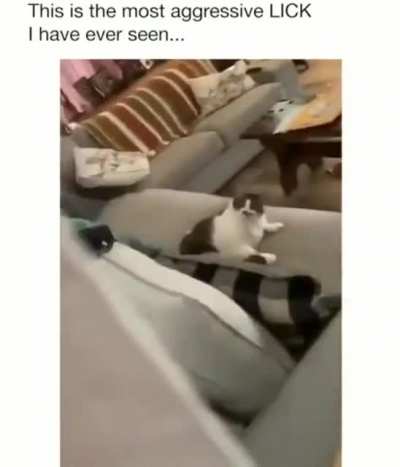 This cat looking at you while licking itself