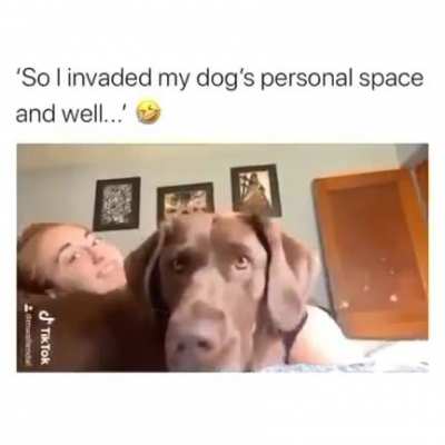 Dog things...