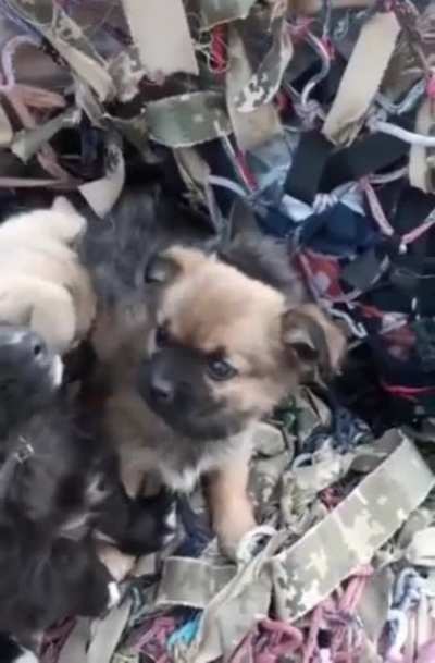 In Ukraine, rescuers found a group of puppies under the rubble of a building. Upon closer inspection, they found that the puppies were protecting a litter of kittens